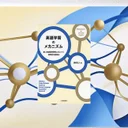 第二言語習得の科学！中級プラトーを脱出する認知メカニズムと3つの突破法