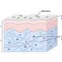 『人体最強の臓器 皮膚のふしぎ』要約｜美容ブームの科学的根拠を解説