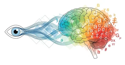映像記憶と言語習得の関係！視覚情報が英語脳に与える驚きの効果を認知科学で完全解明