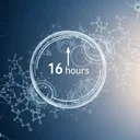 週末断食の科学！16時間で脳内オートファジーが覚醒する衝撃のメカニズムを269本の論文から徹底解明