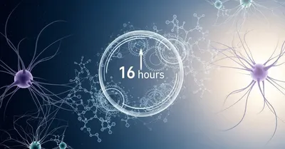 週末断食の科学！16時間で脳内オートファジーが覚醒する衝撃のメカニズムを269本の論文から徹底解明